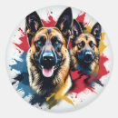 Buscar malinois pegatinas Perro