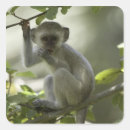 Buscar zimbabue pegatinas Naturaleza