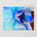Buscar orquídea azul postales Flor