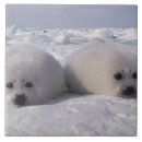 Buscar sellos azulejos Vida marina