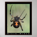Buscar arañas posters naturaleza