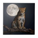 Buscar gatos salvajes azulejos Leopardo