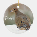 Buscar palomas de luto adornos Naturaleza