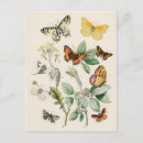 Buscar polilla postales Flores
