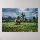 Buscar elefante indio posters Bosque