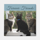 Buscar ojos de gato imanes Animales