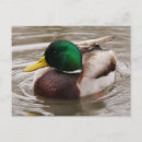 Buscar pato postales Mallard