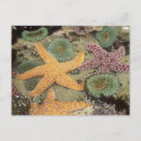 Buscar estrellas de mar postales Costa
