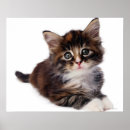 Buscar gato lindo posters Esponjoso