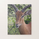 Buscar impala Vida silvestre