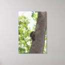 Buscar mapaches lienzos Bosques