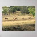 Buscar mula posters Venado