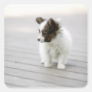 Buscar papillon pegatinas Animal