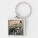 Buscar botswana accesorios Animal