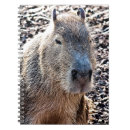 Buscar capybara oficina escuela Animal