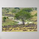 Buscar llanos posters Hierba