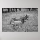 Buscar burro posters General y unisex