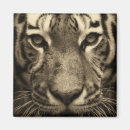 Buscar depredador imanes Tigre