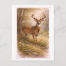 Buscar macho postales Animal