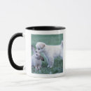 Buscar oído tazas Animal