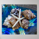 Buscar seashells posters Océano