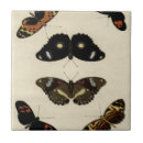 Buscar insect azulejos Mariposas