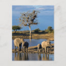 Buscar elefante africano postales Animal