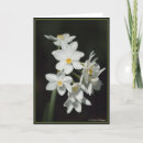 Buscar paperwhites tarjetas Narciso