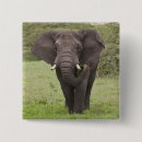 Buscar africa chapas Naturaleza
