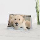 Buscar terapia tarjetas Perro