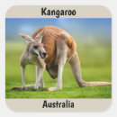 Buscar canguro pegatinas Australia