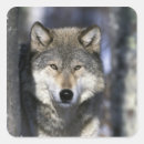 Buscar canis pegatinas Gris