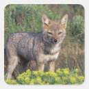 Buscar lobo pegatinas Parque nacional