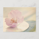 Buscar flor de cerezo postales Floral
