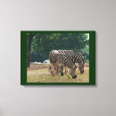 Buscar zebra lienzos Zoológico