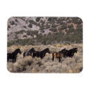 Buscar ecuestre imanes Salvaje