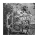 Buscar árbol blanco y negro azulejos Naturaleza