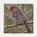 Buscar pinzones Animal