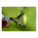 Buscar cernido Colibríes