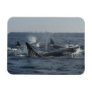 Buscar dorsal imanes Mar