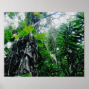 Buscar tropical rainforest arte Nature