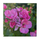 Buscar rose azulejos Floral