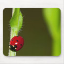 Buscar ladybeetle Mariquita