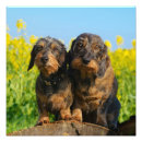 Buscar dachshund lindo posters Animal