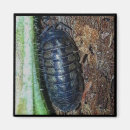 Buscar cochinillo fotografía Insecto