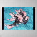 Buscar rata posters Animales