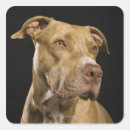 Buscar nariz roja pegatinas Marrón