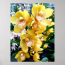 Buscar orquídea amarilla posters Para todos