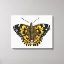 Buscar mariposas lienzos Para ellos