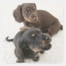 Buscar dachshunds pegatinas Perro
